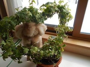 DSCN0570 - コピー