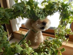 DSCN0571 - コピー