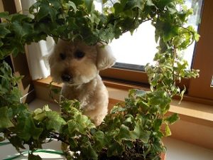 DSCN0579 - コピー