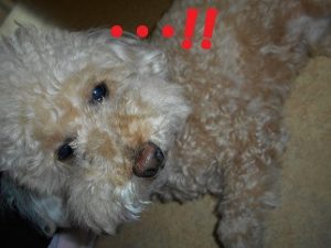 DSCN0701 - コピー