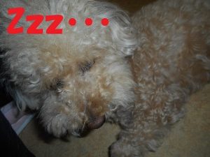 DSCN0702 - コピー