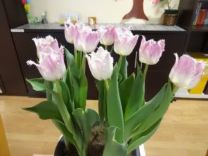 DSC07641 - コピー