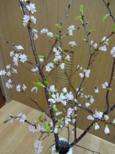 DSC07783 - コピー