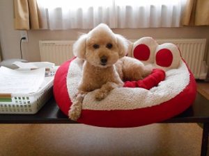 DSCN0801 - コピー