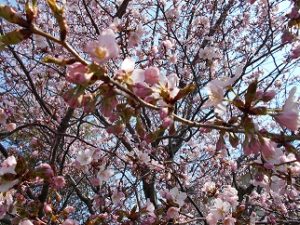 DSCN0811 - コピー